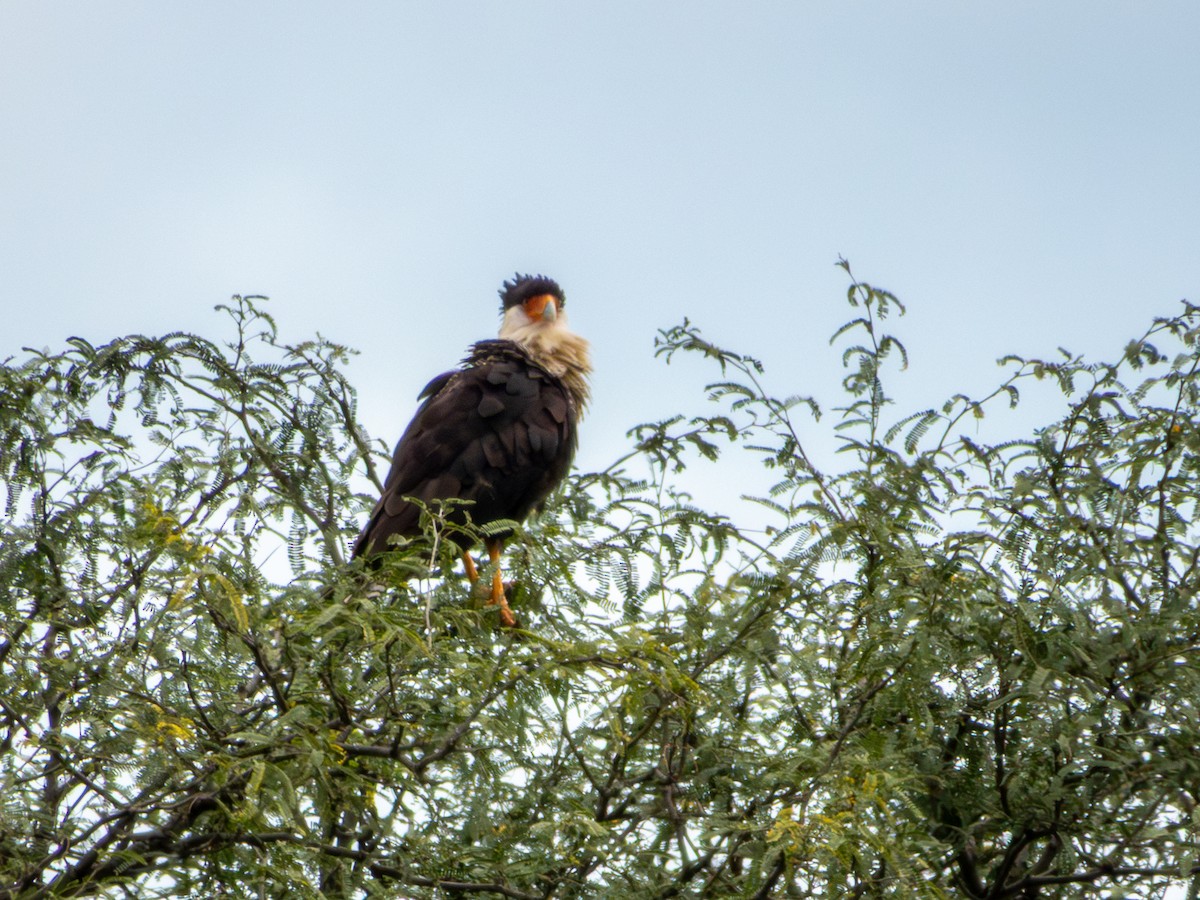 Crested Caracara (Northern) - ML642165403