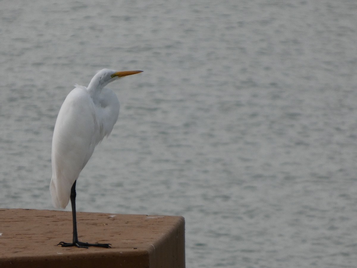 Great Egret - ML642165416