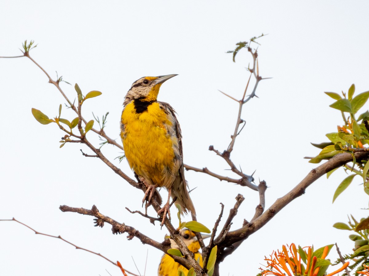 Chihuahuan Meadowlark - ML642165429