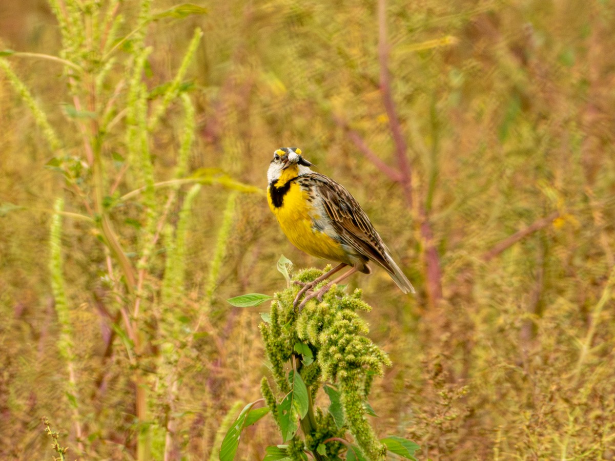 Chihuahuan Meadowlark - ML642165431