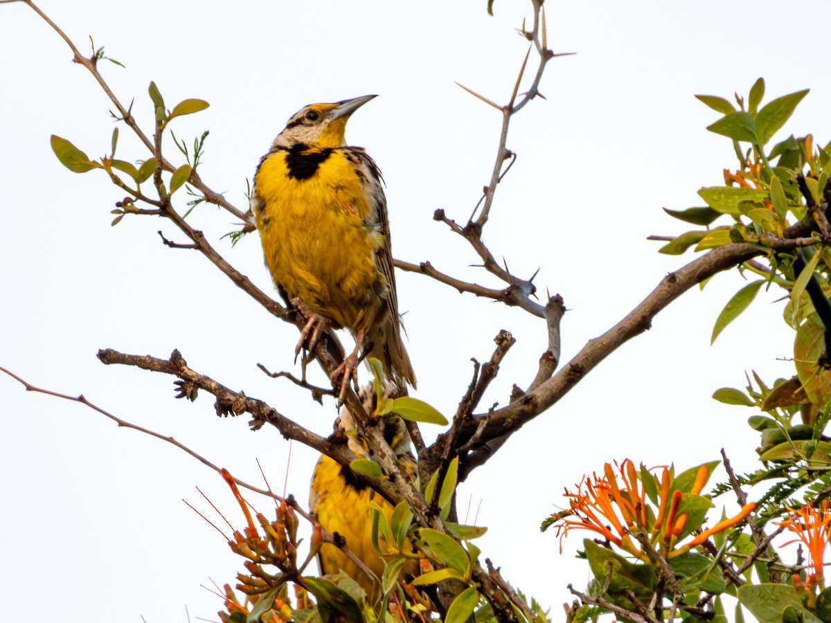 Chihuahuan Meadowlark - ML642165432