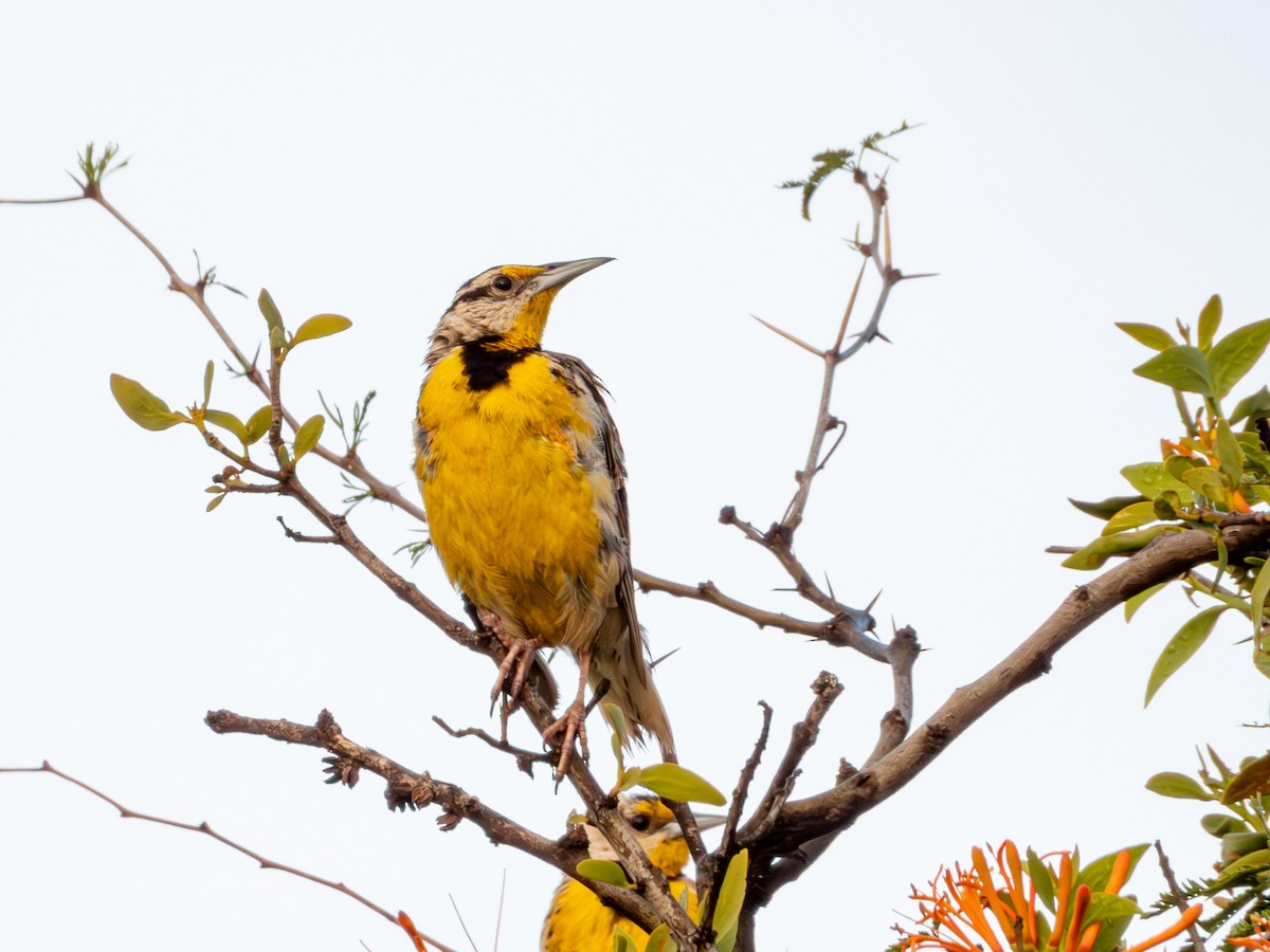 Chihuahuan Meadowlark - ML642165433