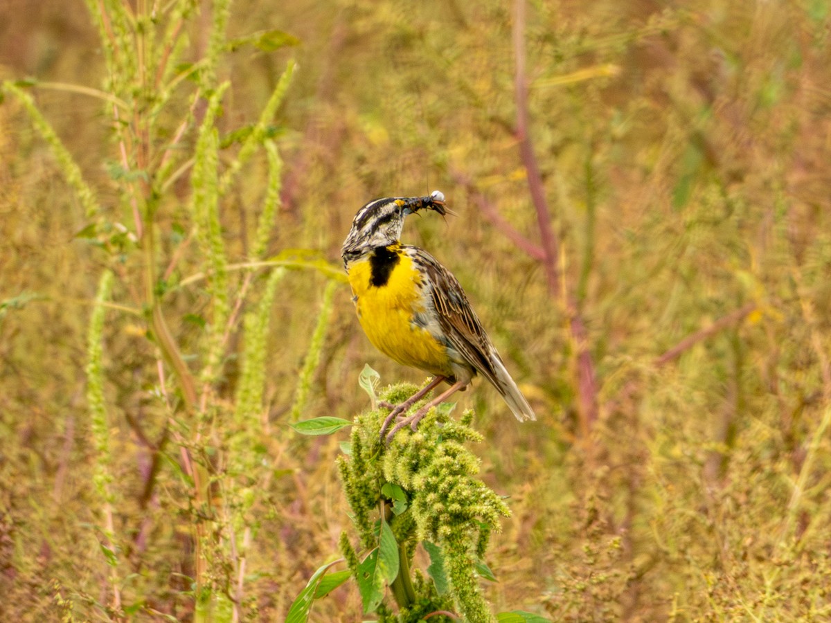 Chihuahuan Meadowlark - ML642165434