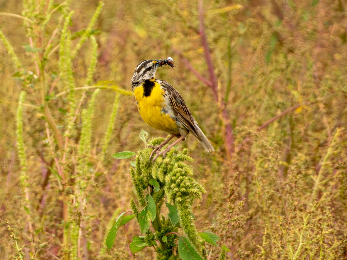 Chihuahuan Meadowlark - ML642165435
