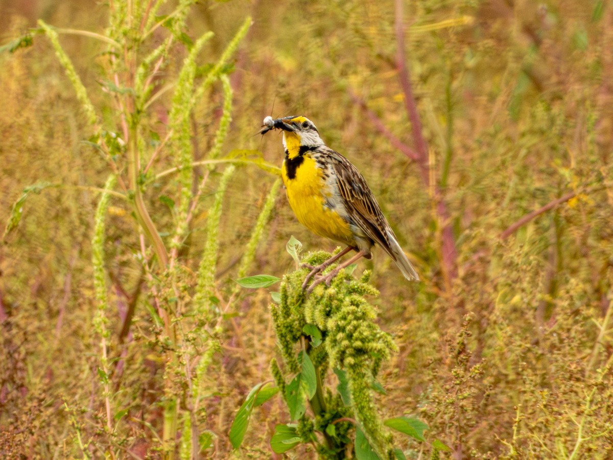 Chihuahuan Meadowlark - ML642165436