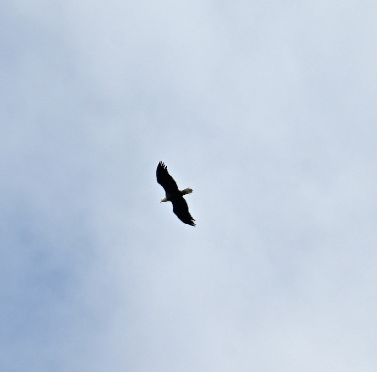 Bald Eagle - ML642165437