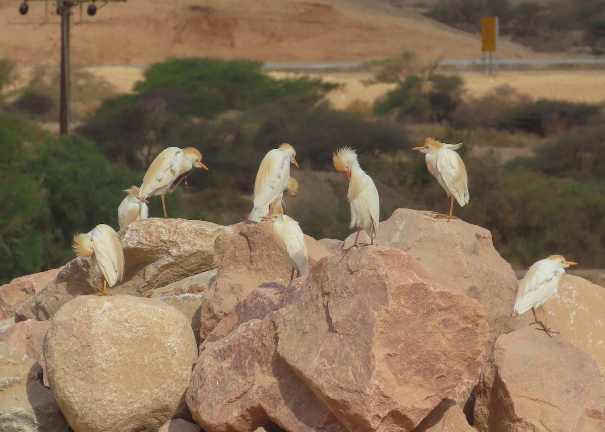 Western Cattle-Egret - ML642165441