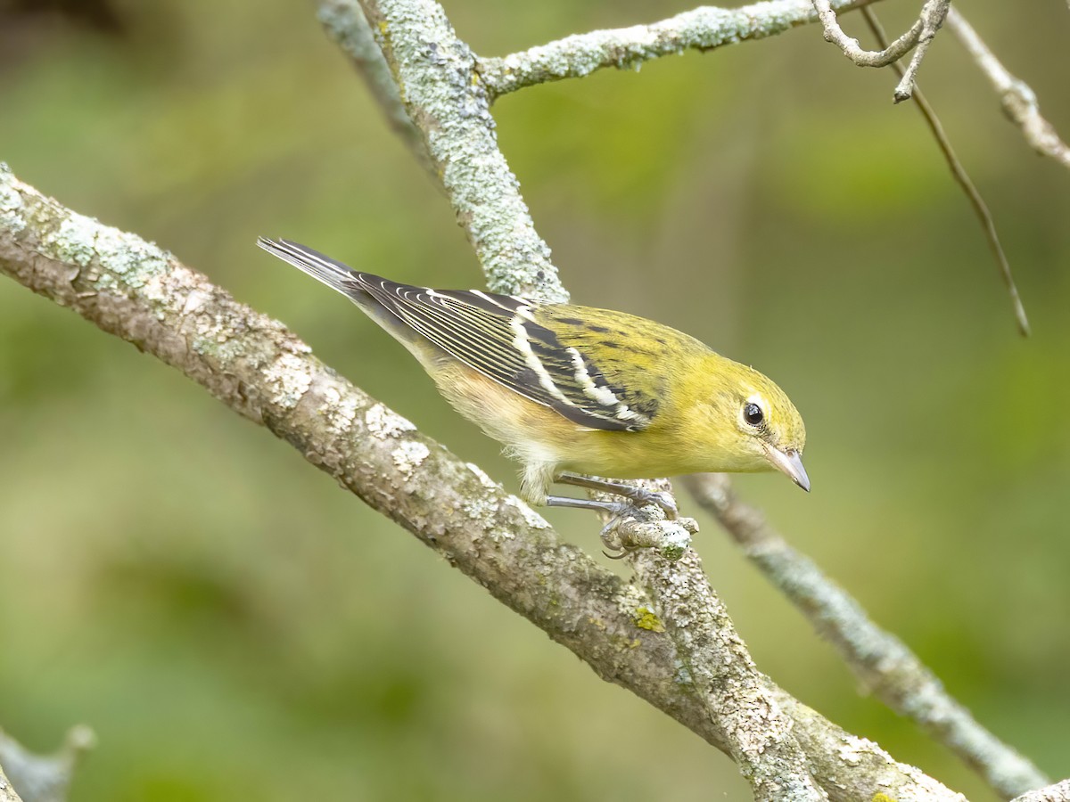 Braunkehl-Waldsänger - ML642165470