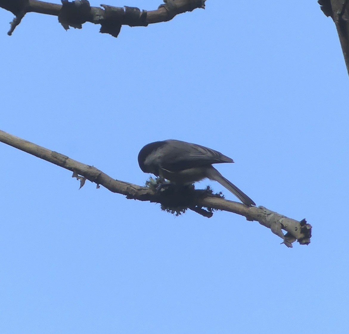 Mésange de Caroline - ML642165477