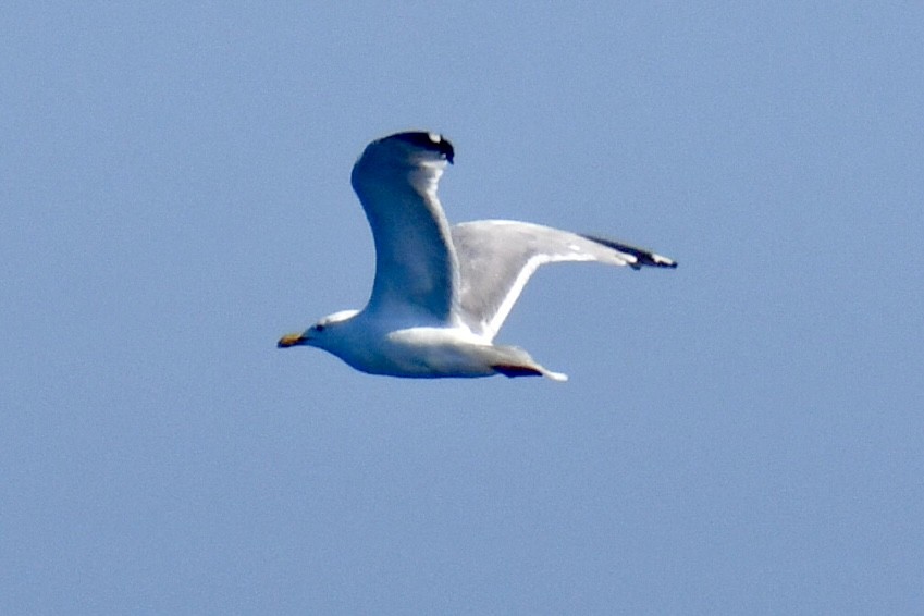 American Herring Gull - ML642165501