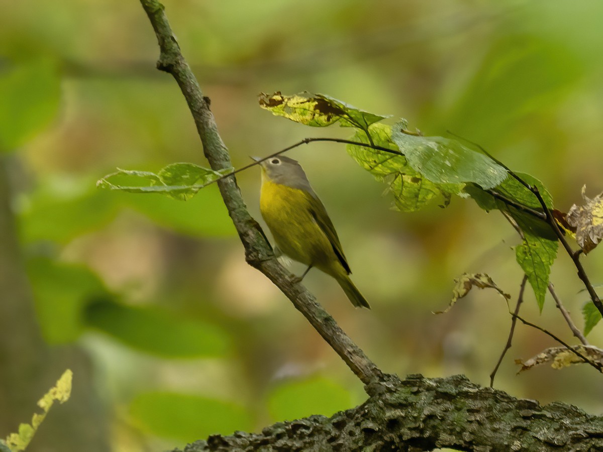 Rubinfleck-Waldsänger - ML642165532