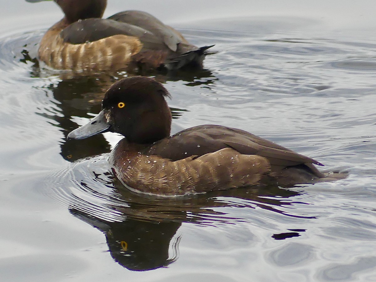 Tufted Duck - ML642165546