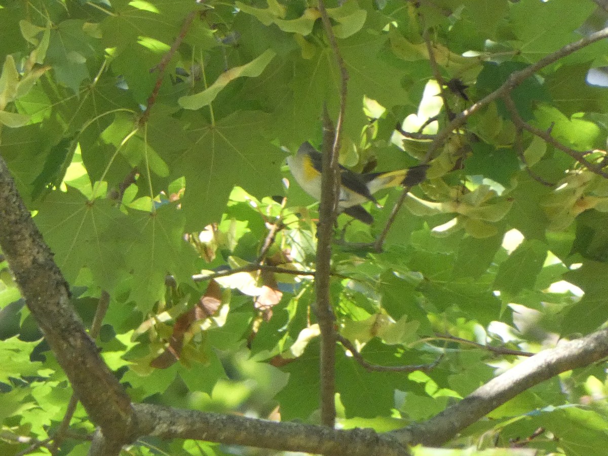 ハゴロモムシクイ - ML642165564