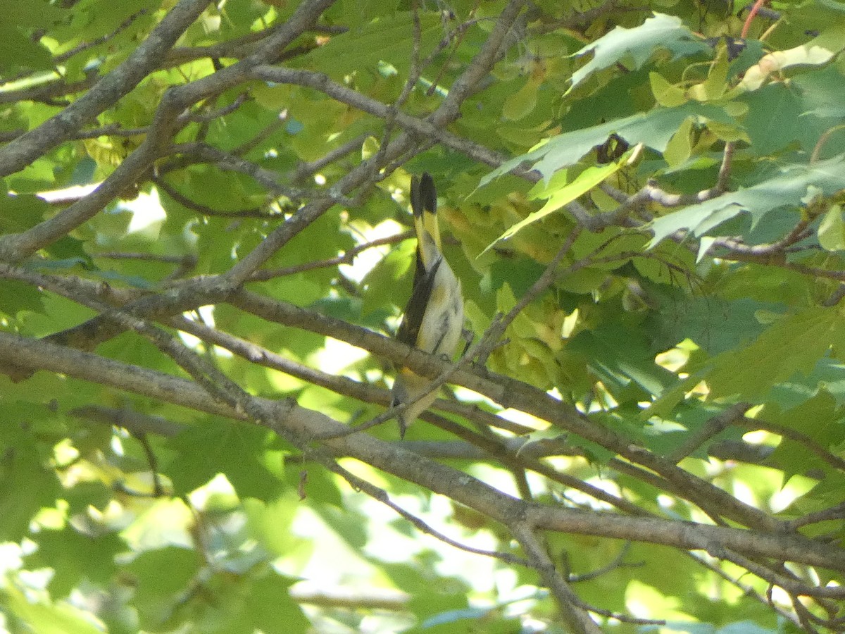 ハゴロモムシクイ - ML642165565