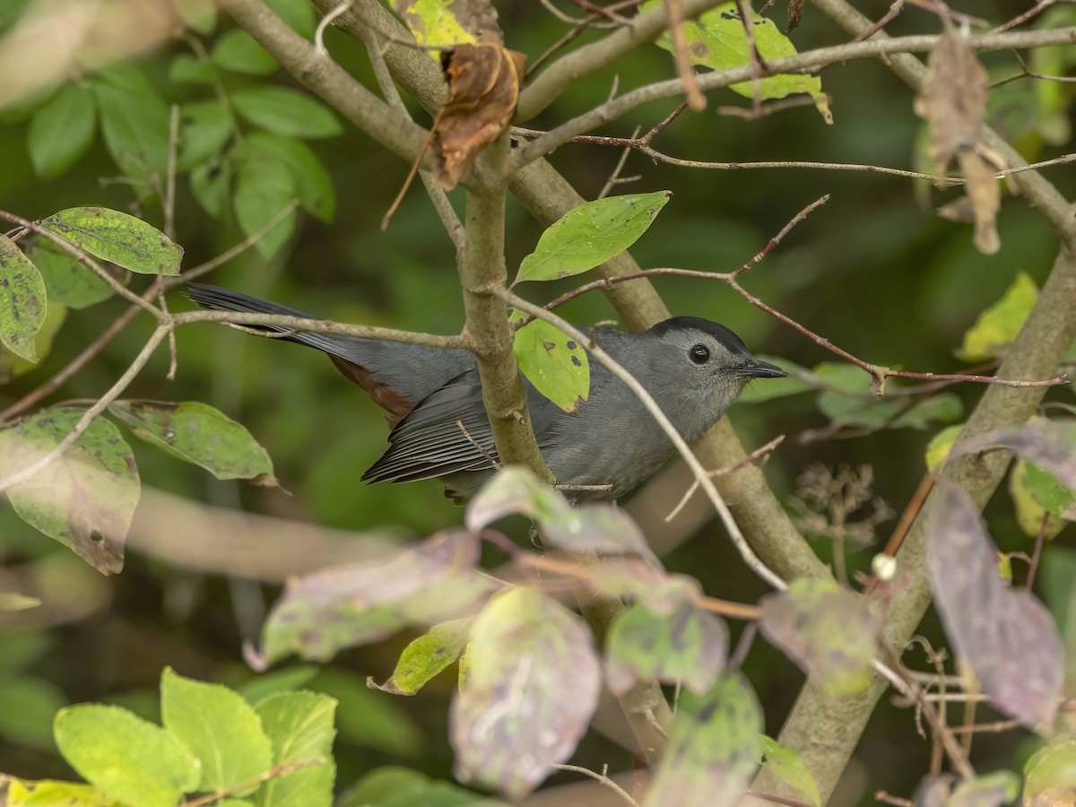 Katzenspottdrossel - ML642165568