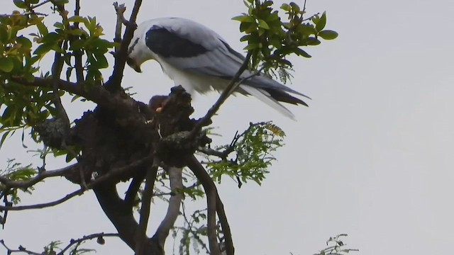 White-tailed Kite - ML642165572