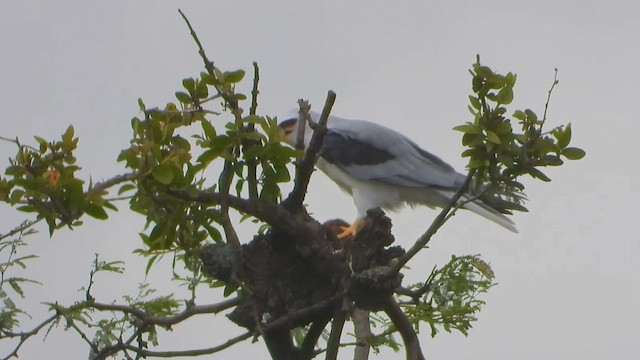 White-tailed Kite - ML642165573