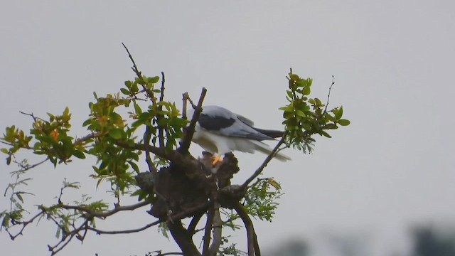 White-tailed Kite - ML642165574