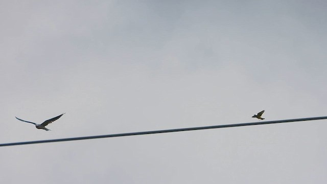 White-tailed Kite - ML642165576