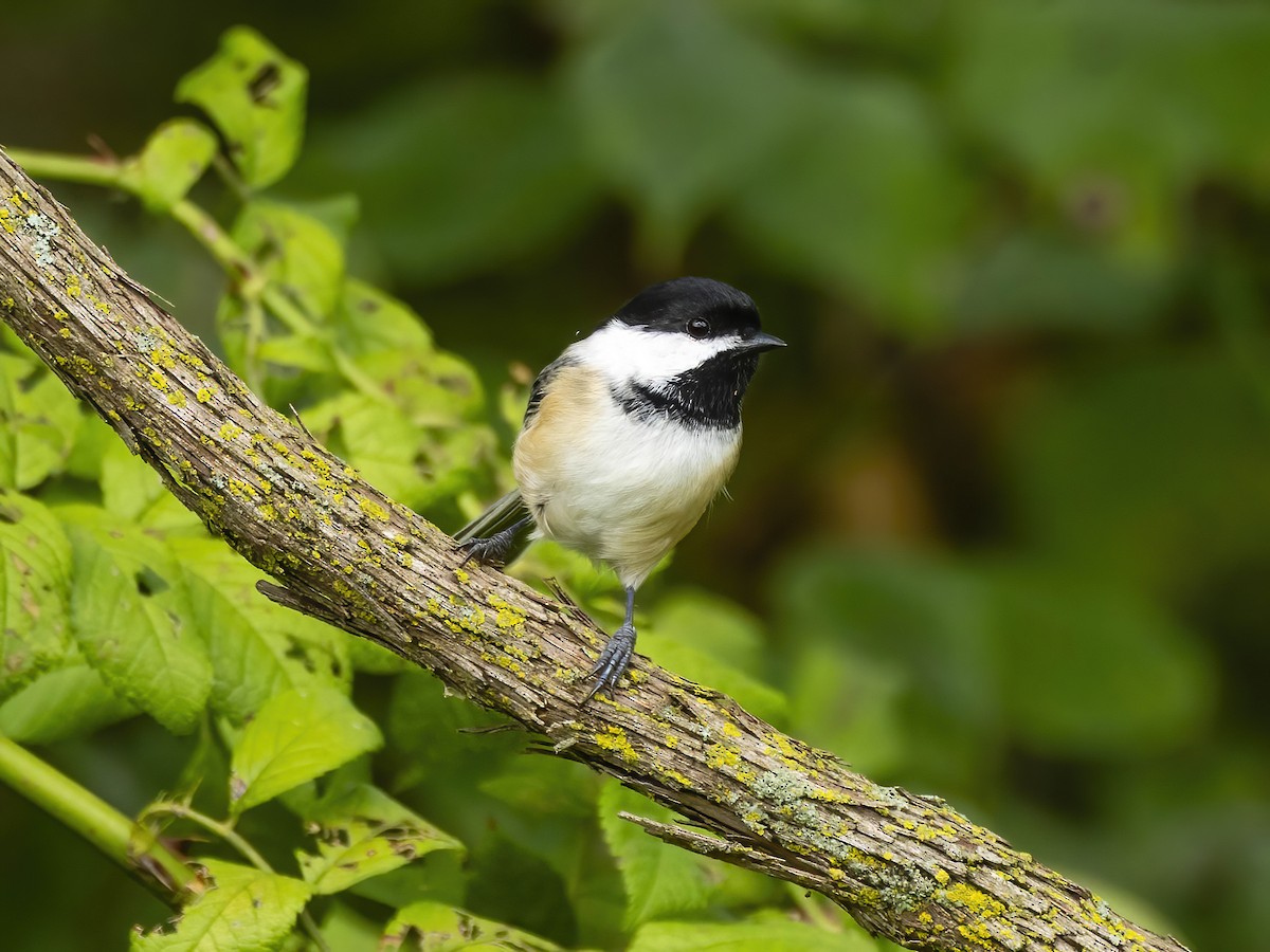 Black-capped Chickadee - ML642165580