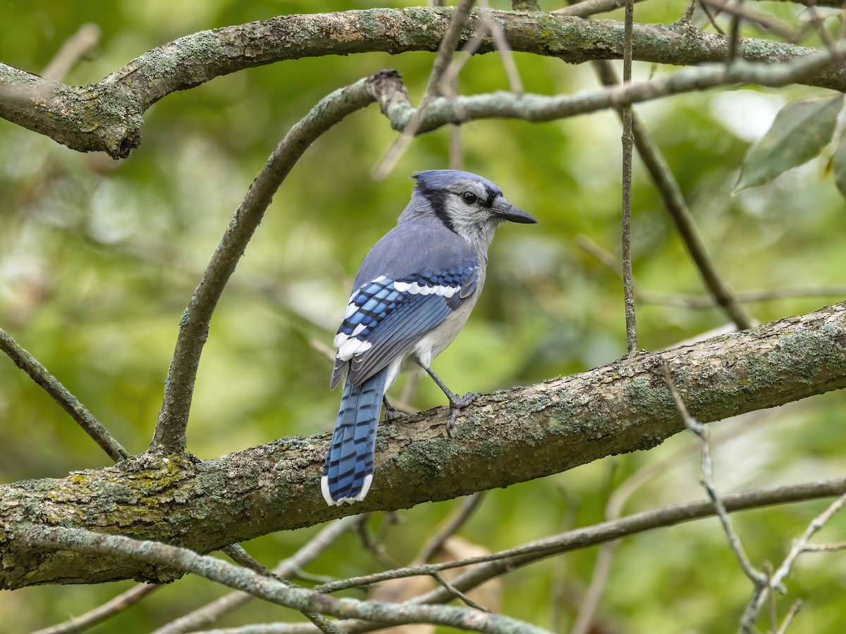 Blauhäher - ML642165586