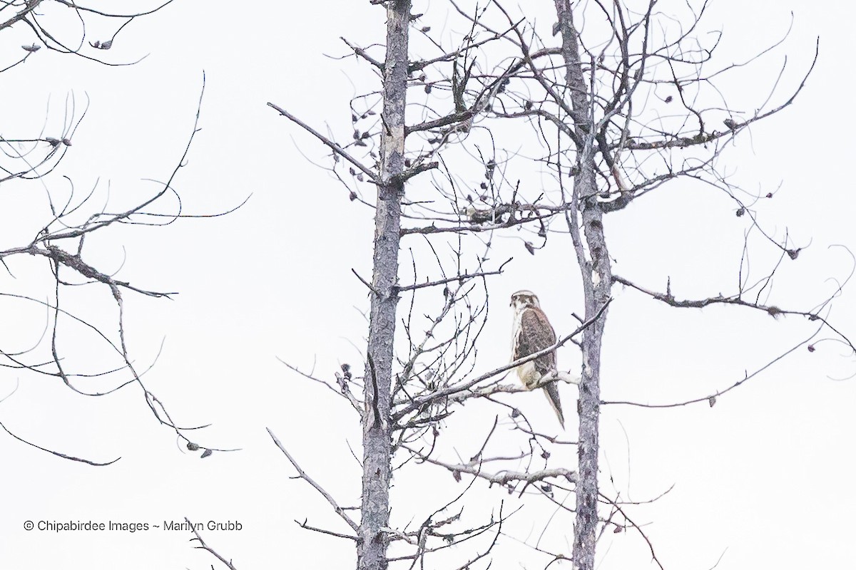 Prairie Falcon - ML642165591
