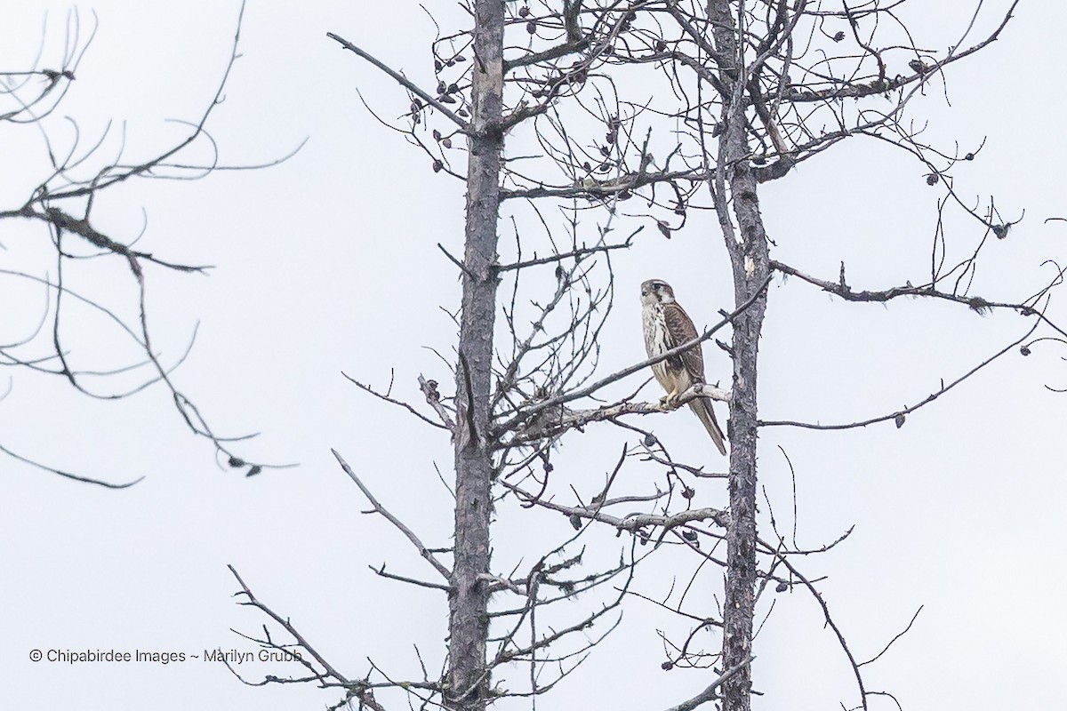 Prairie Falcon - ML642165592