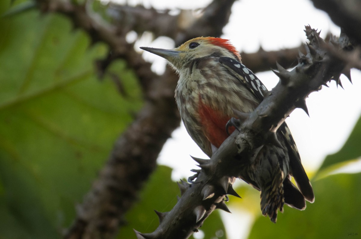 Yellow-crowned Woodpecker - ML642165594