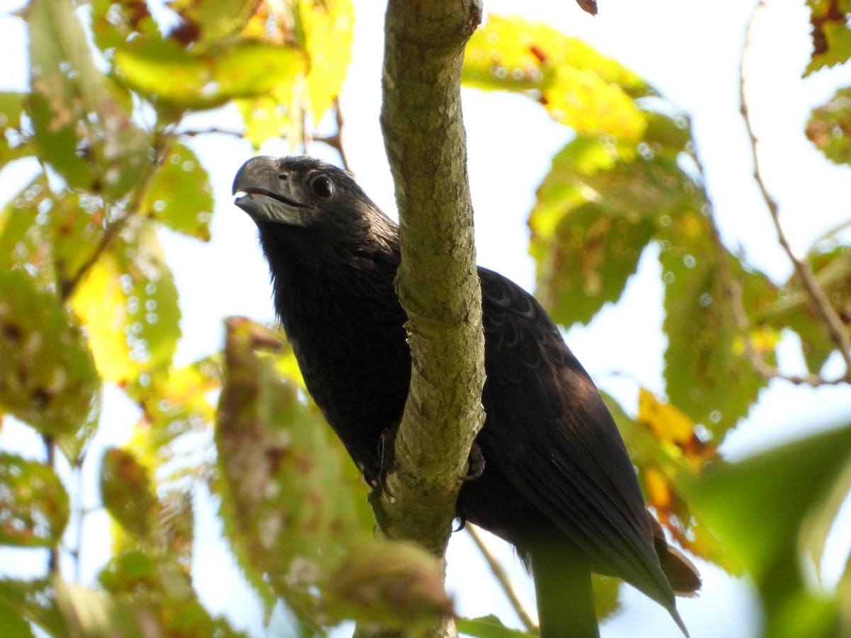 Groove-billed Ani - ML642165604