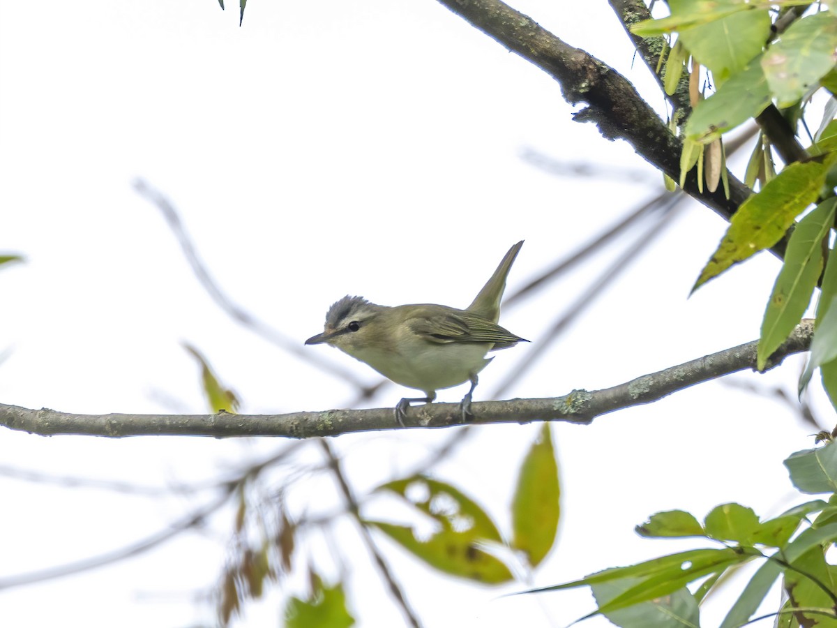 Rotaugenvireo - ML642165610