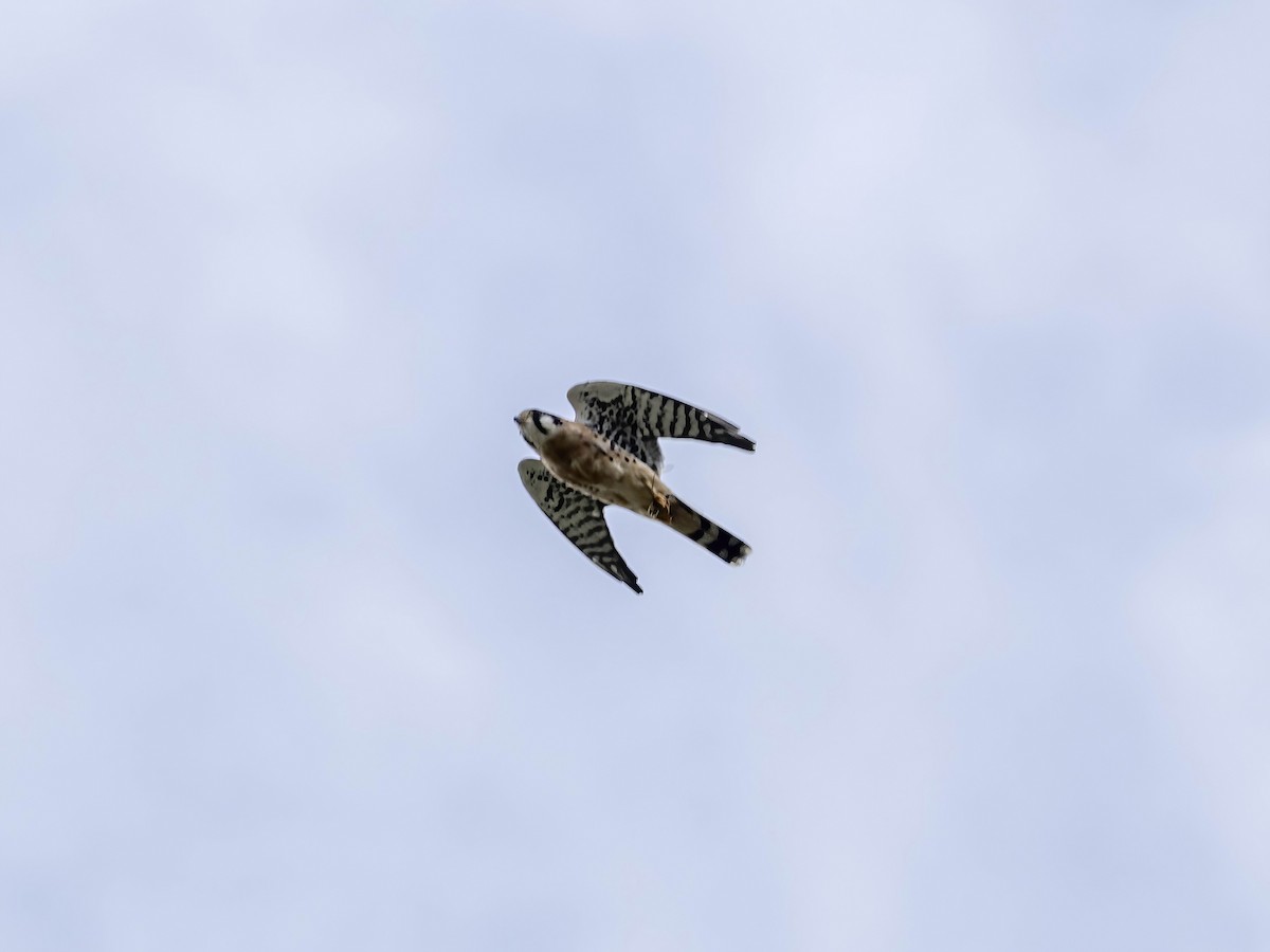 Buntfalke - ML642165634