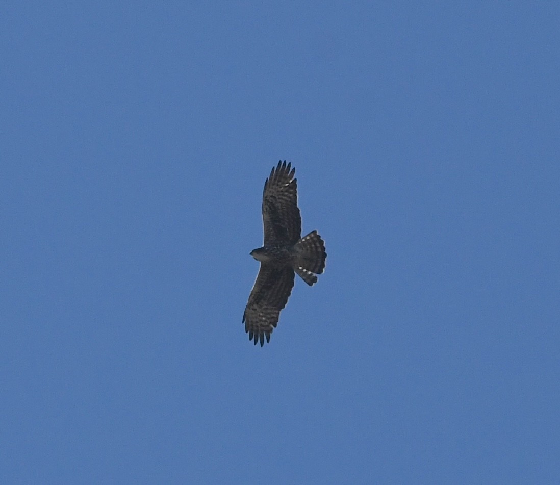 Ayres's Hawk-Eagle - ML642165651