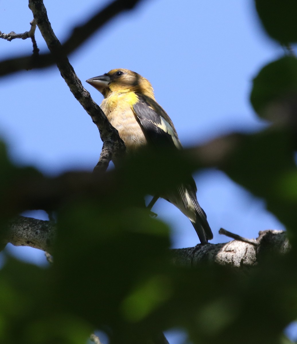 Evening Grosbeak - ML642165654