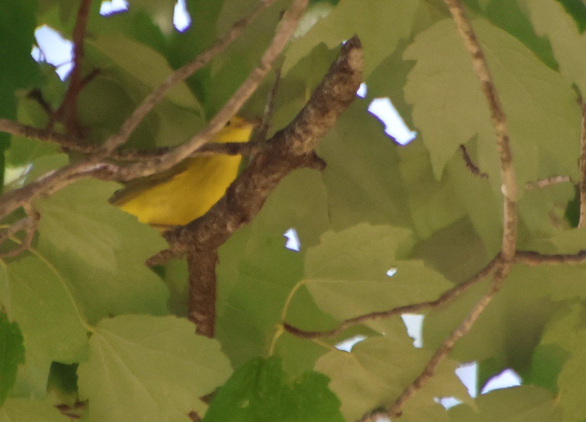 Paruline jaune (groupe aestiva) - ML642165666