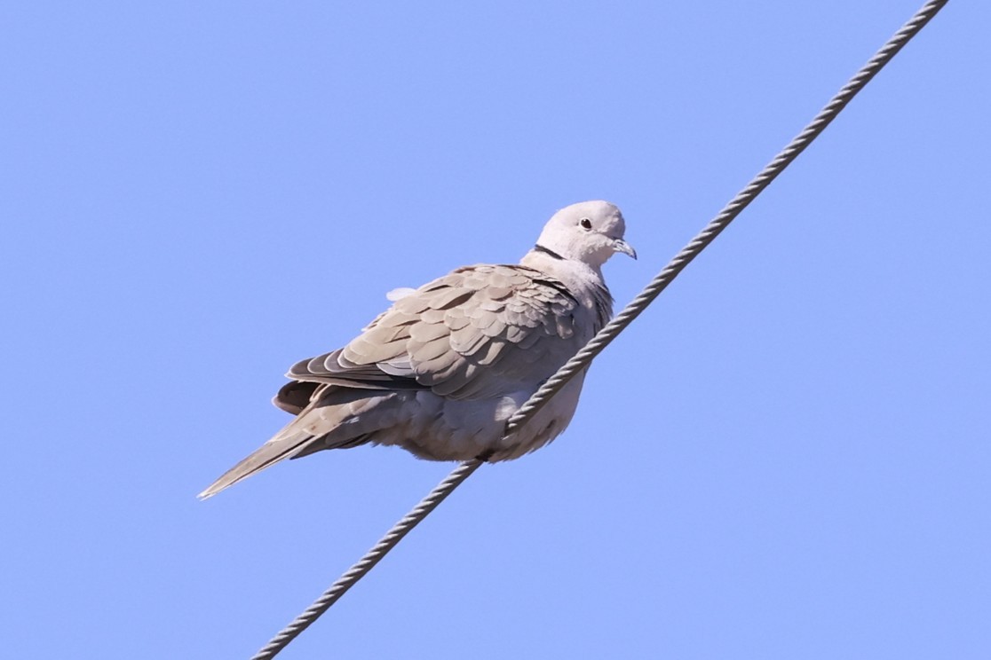 Буулгат хүүрзгэнэ - ML642165668
