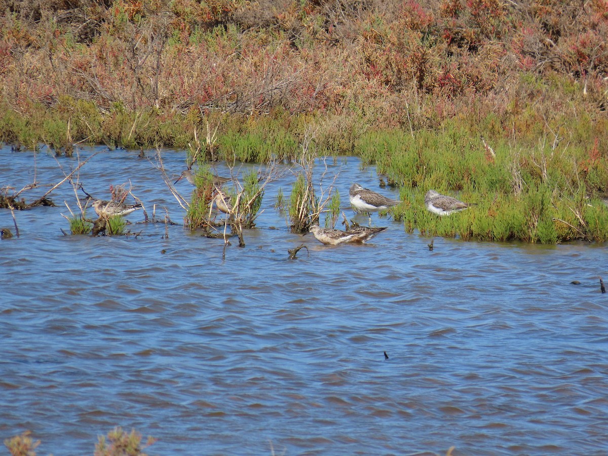 Red Knot - ML642165669