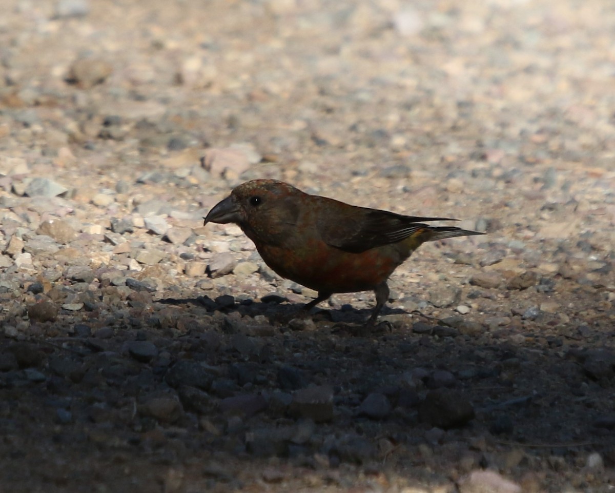 Red Crossbill - ML642165670
