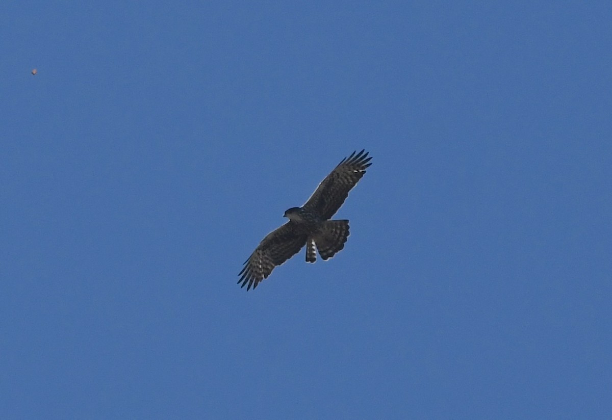 Ayres's Hawk-Eagle - ML642165671