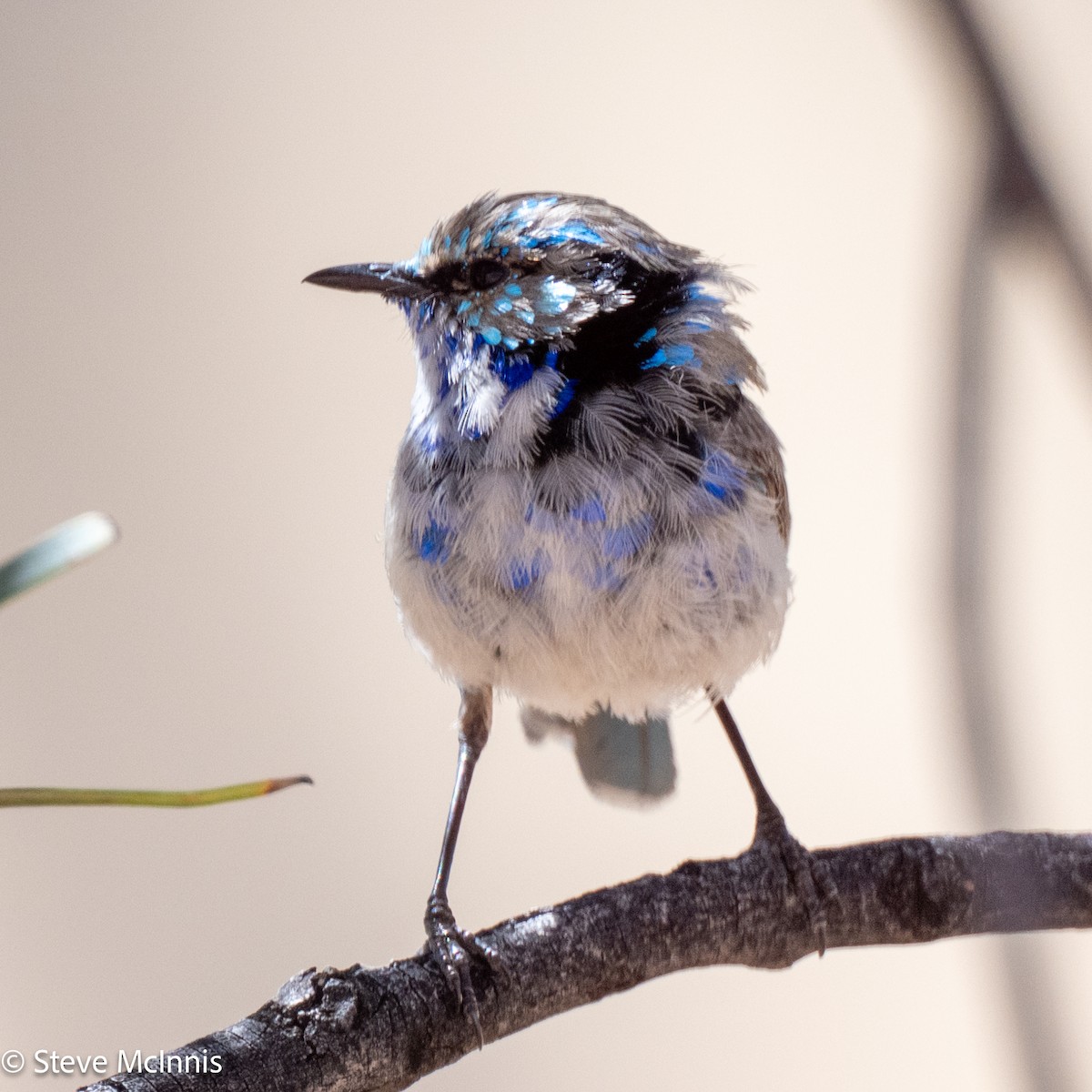Splendid Fairywren - ML642165672