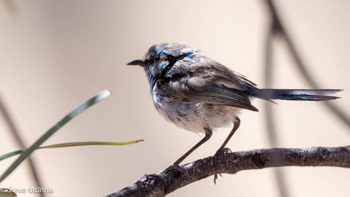 Splendid Fairywren - ML642165673