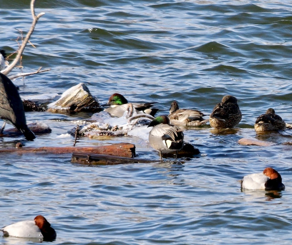 Falcated Duck - ML642165685
