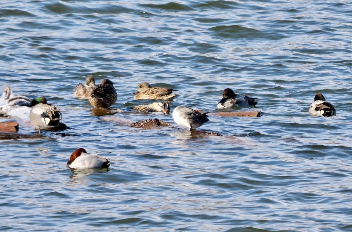 Falcated Duck - ML642165686