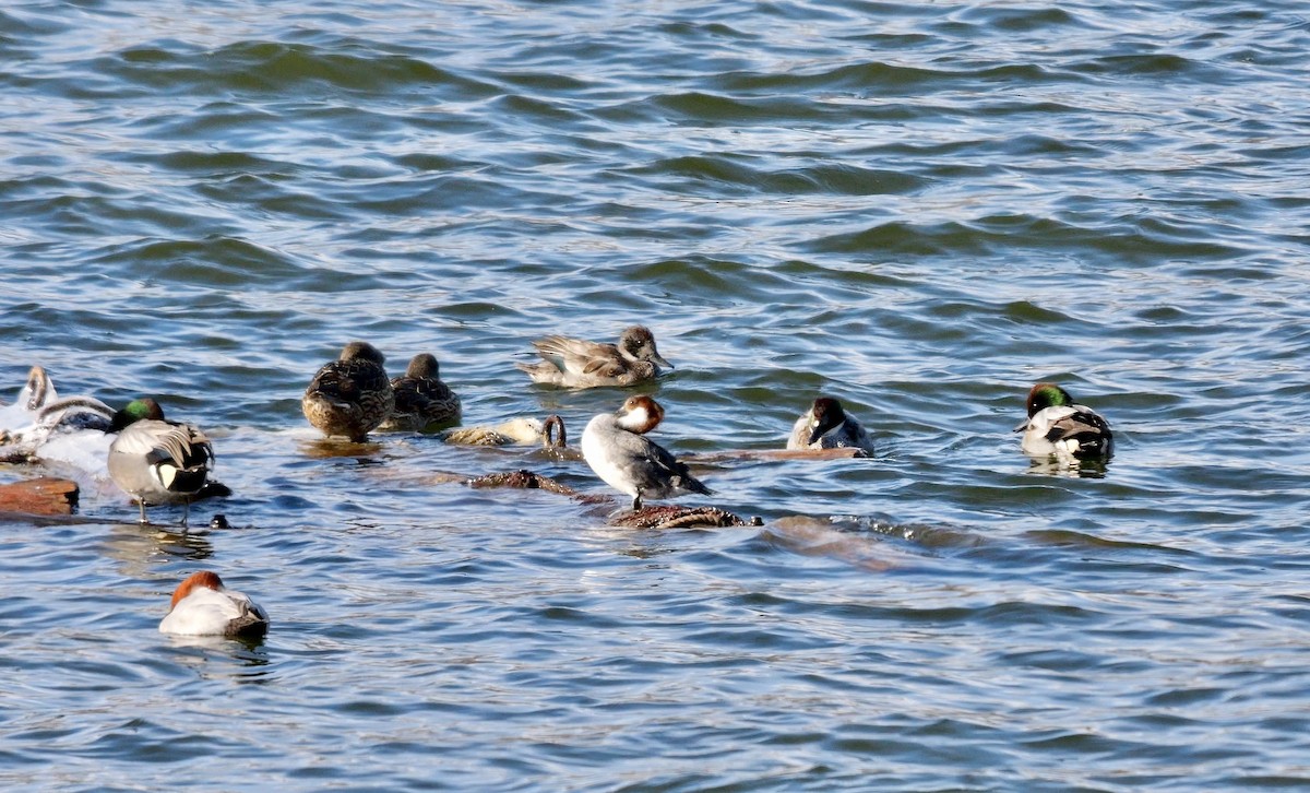 Falcated Duck - ML642165687