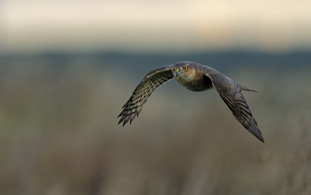 Eurasian Sparrowhawk - ML642165689