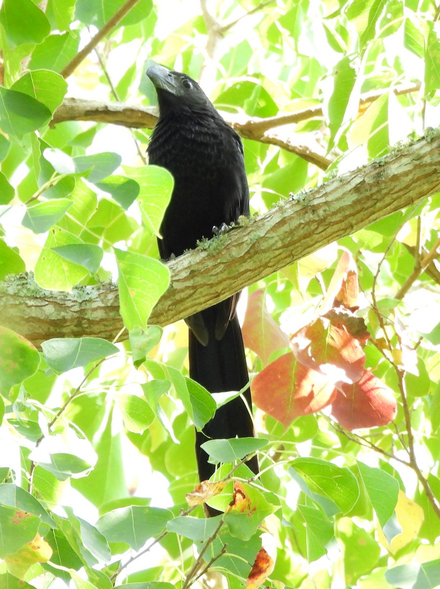 Groove-billed Ani - ML642165692
