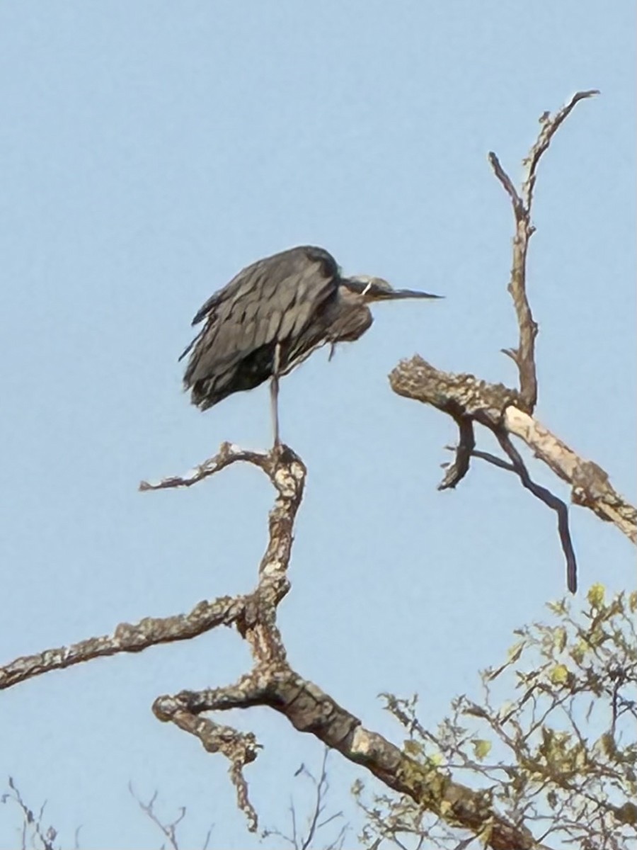 Great Blue Heron - ML642165702