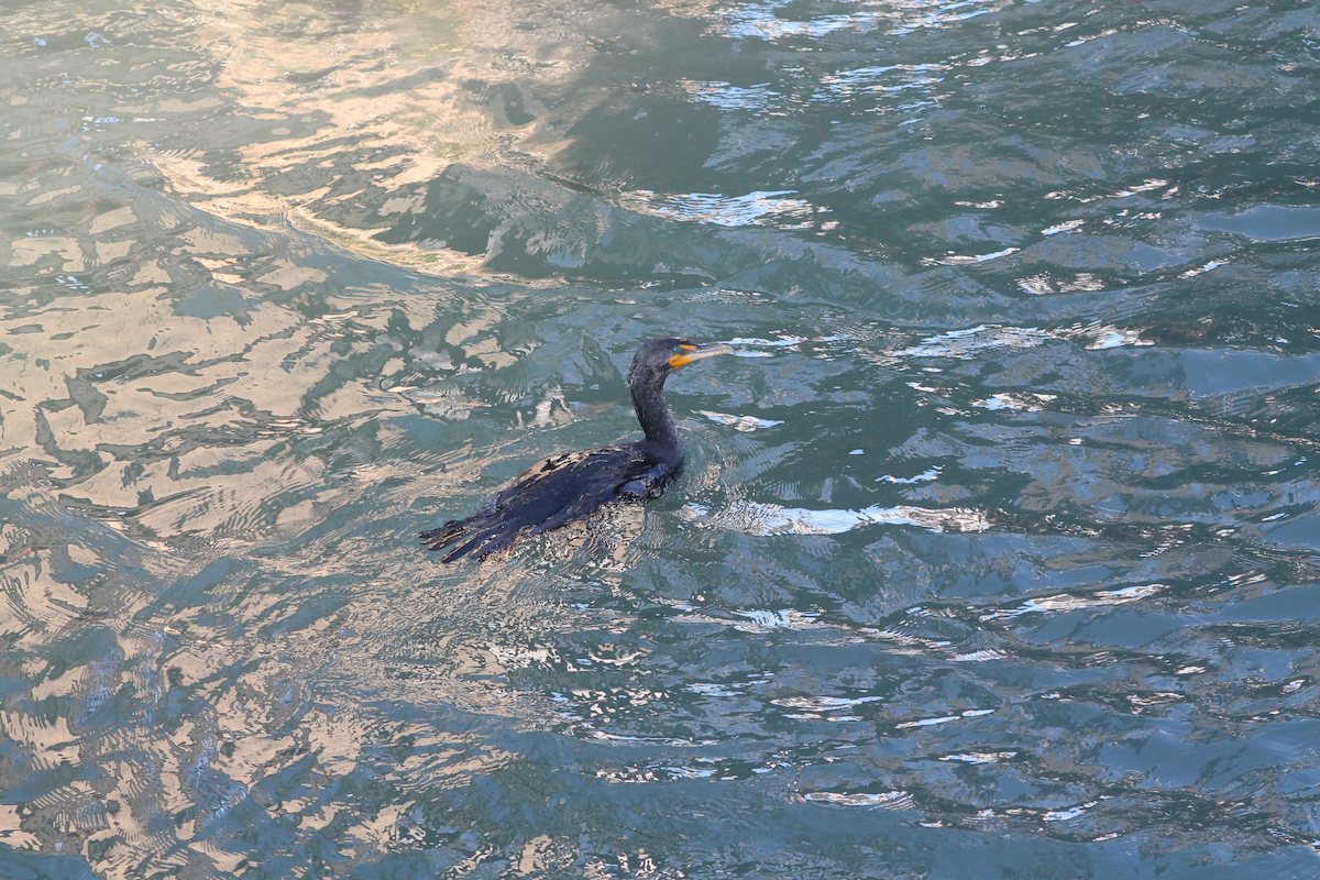Double-crested Cormorant - ML642165703