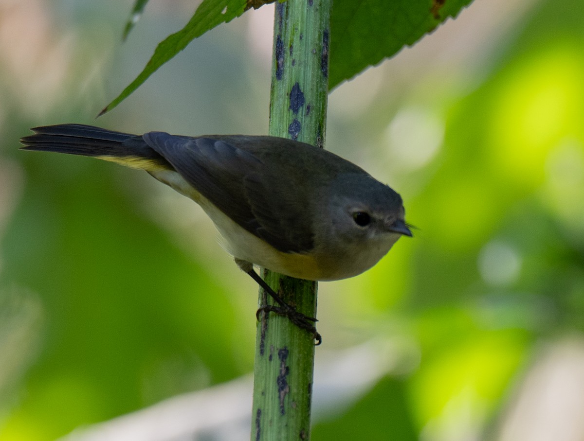 American Redstart - ML642165705