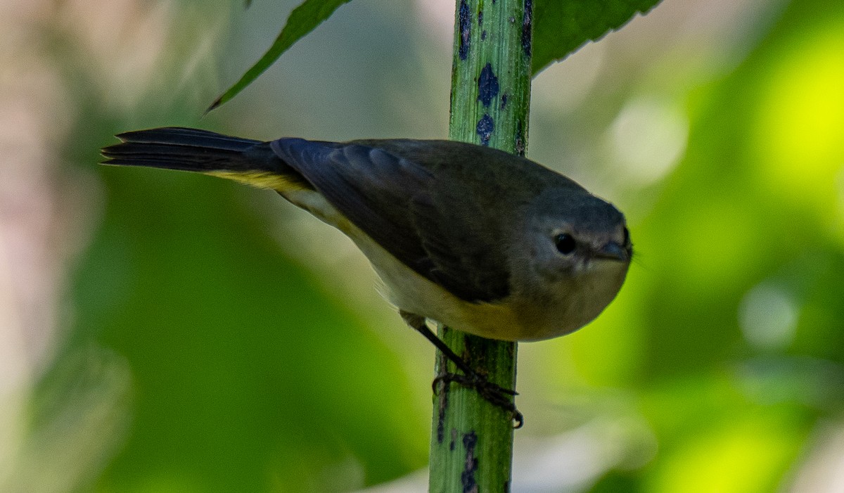American Redstart - ML642165706