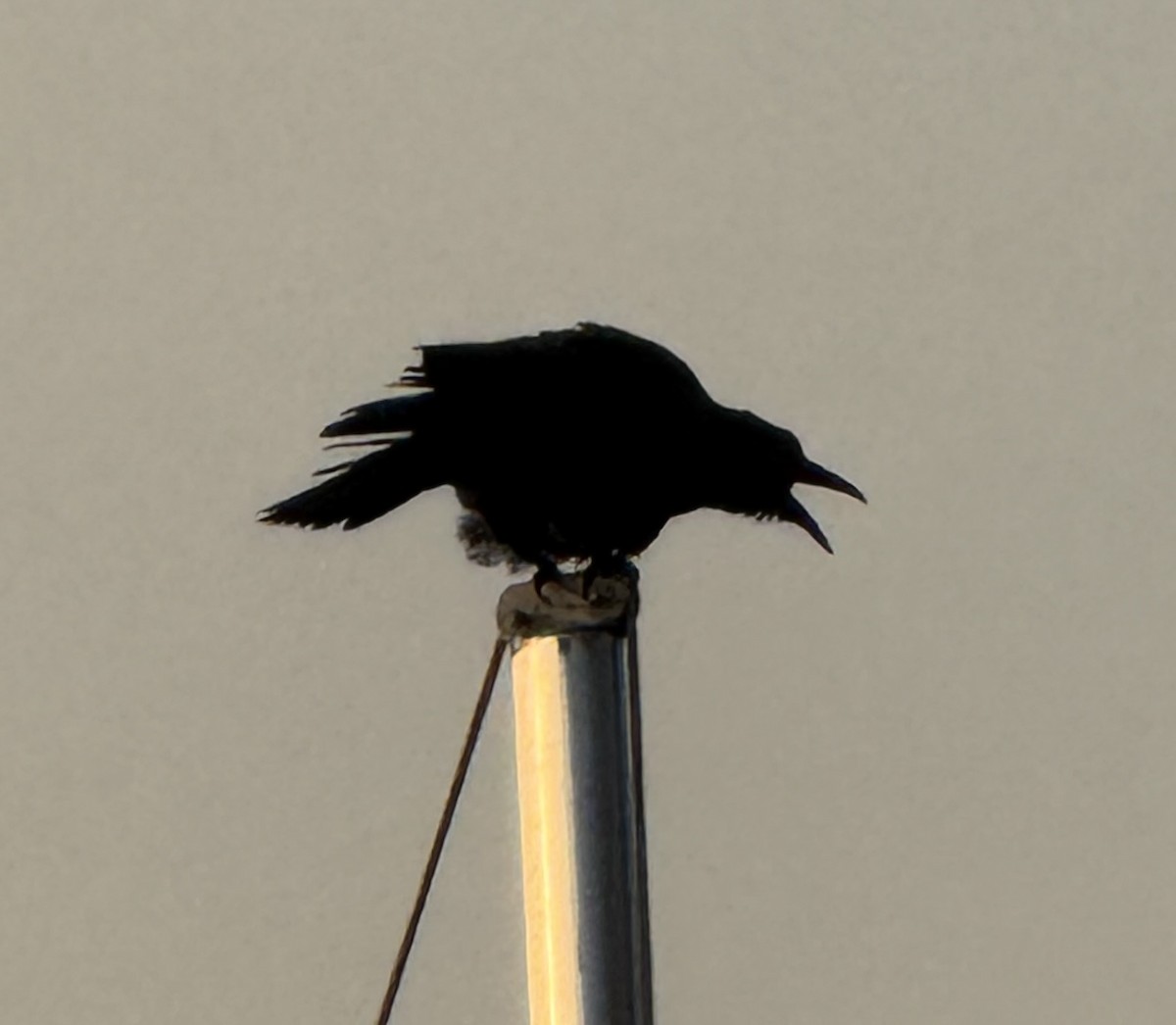 American Crow - ML642165707